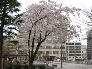 ソメイヨシノ 青い森公園にて