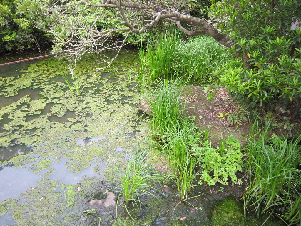 浮島の森 森の中