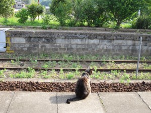 小湊鉄道 養老渓谷駅 ホーム 猫がいます
