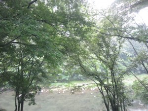 わたらせ渓谷鉄道 車窓 名前の通り、渓谷沿いに進みます