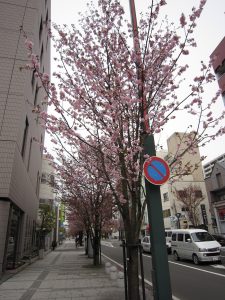 桜並木 青森市内にて