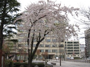 ゴールデンウィークの青い森公園は、桜が見ごろでした