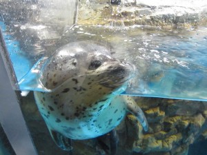 ゴマフアザラシ 青森県の浅虫水族館にて
