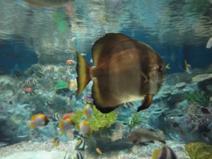 イシダイ 青森県の浅虫水族館にて
