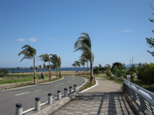 ラグーナ蒲郡 ヤシの木が南国ムードを誘います