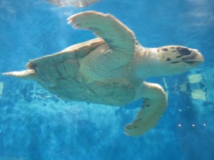 ウミガメ 青森県の浅虫水族館にて