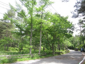 草津温泉 テルメテルメ周辺 この辺りに来ると別荘地って感じです