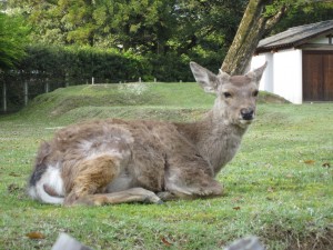 奈良公園の鹿 その3