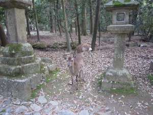 奈良公園の鹿 その1