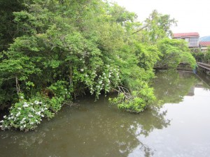 国指定天然記念物 浮島の森 住宅街のど真ん中にしてジャングルの様相を呈しています