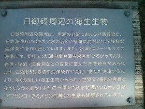 日御碕周辺の海生生物