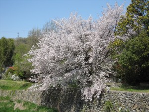 満開の桜 小川町駅周辺にて