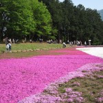 秩父 羊山公園 芝桜の丘 まるで芝桜の絨毯のようです