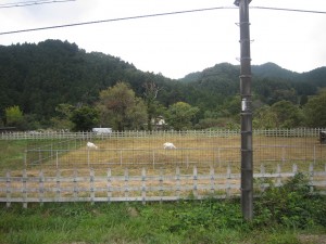 西武秩父線 沿線にはヤギがいます