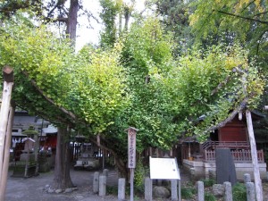 秩父神社 乳銀杏