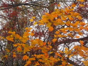 紅葉をアップで 奥日光 湯元温泉にて