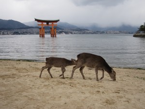 広島 宮島の鹿 大鳥居をバックに