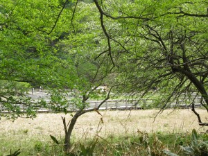 日光湯元温泉 源泉 日光山温泉寺から撮影