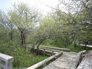 日光国立公園 戦場ヶ原 展望台の近くにある遊歩道