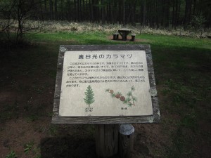 日光国立公園 戦場ヶ原 奥日光のカラマツ