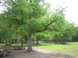日光国立公園 戦場ヶ原 三本松のカラマツ