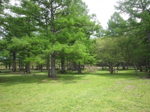 日光国立公園 戦場ヶ原 三本松 休憩できるようにテーブルと椅子があります