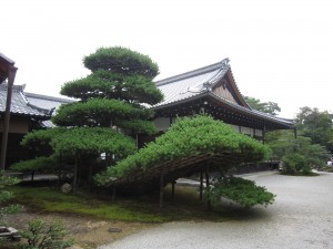 金閣寺 陸船の松