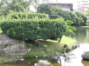 水前寺成趣園 園内その4 珍しい鳥がいます