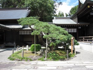 出水神社 五葉の松 樹齢400年だそうです