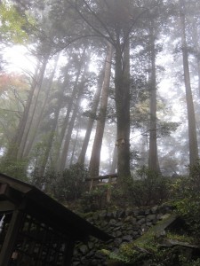 秩父 三峯神社 三峯山 縁結びの木