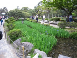 金沢 兼六園 水道の遺構 菖蒲が咲き始めています