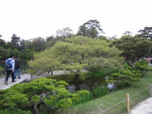 金沢 兼六園 唐崎の松