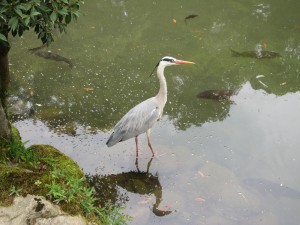 金沢 兼六園 なんと鳥がいました 瓢池にて