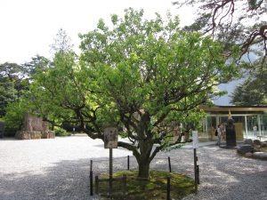 金沢 尾山神社 淋子紅梅