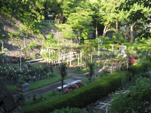 盛岡城址公園 岩手公園 バラ園
