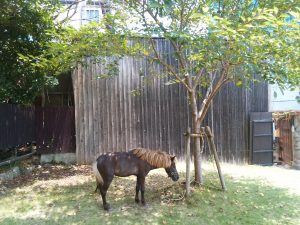 鉄輪温泉 地獄めぐり 山地獄 ミニ動物園 ポニー