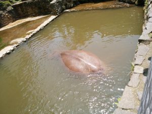 鉄輪温泉 地獄めぐり 山地獄 ミニ動物園 カバ 残念ながら背中のみです