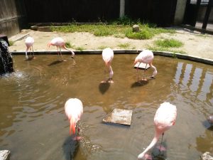 鉄輪温泉 地獄めぐり 山地獄 ミニ動物園 フラミンゴ
