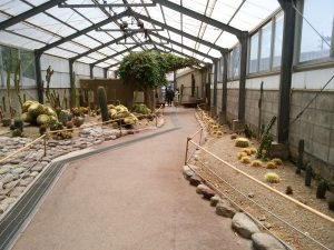 鉄輪温泉 地獄めぐり 山地獄 温室の中 サボテンが植えられていました