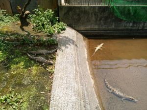 鉄輪温泉 地獄めぐり 鬼山地獄 ワニ園 赤ちゃんワニ