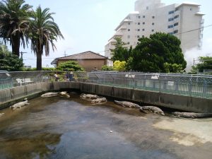 鉄輪温泉 地獄めぐり 鬼山地獄 ワニ園 広いスペースにワニがたくさんいます