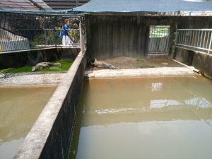鉄輪温泉 地獄めぐり 鬼山地獄 ワニ園 メガネカイマン