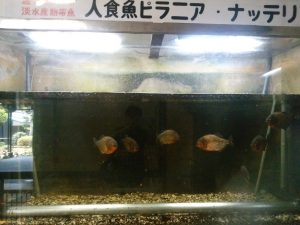 鉄輪温泉 地獄めぐり 白池地獄 ピラニア