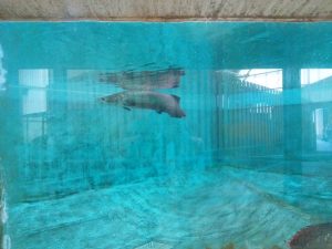 鉄輪温泉 地獄めぐり 白池地獄 ピラルク