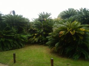 岡山後楽園 蘇鉄畑