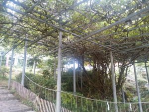 阿知神社 岡山県天然記念物 阿知の藤