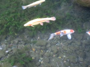 箱根湯本温泉 天成園 玉簾の瀧 池には鯉が泳いでいます