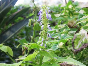 舞浜ユーラシア 5階テラスで咲いていたお花 Canon PowerShot G9Xで撮影