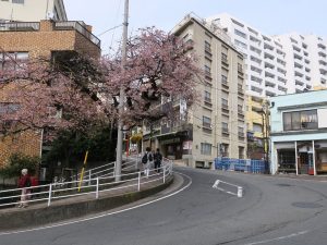 熱海 坂が多く、桜がちらほら咲いていました