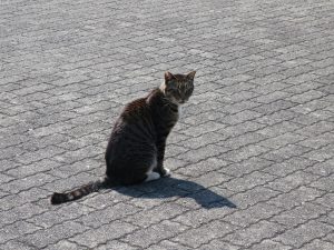 熱海 マリンスパあたみバス停付近 猫がいました
